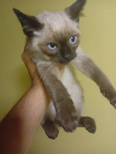 Gata siamês