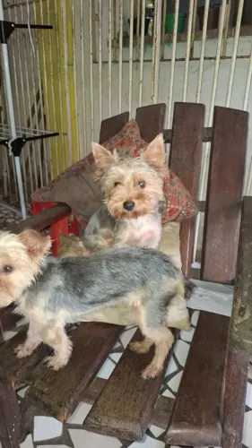 Yorkshire terrier