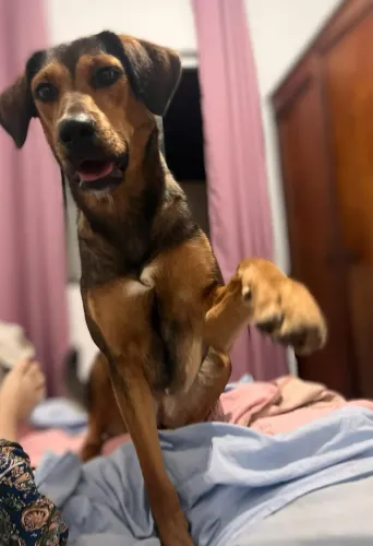 Doação responsável de cachorra 