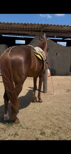Potro iniciado nos bois