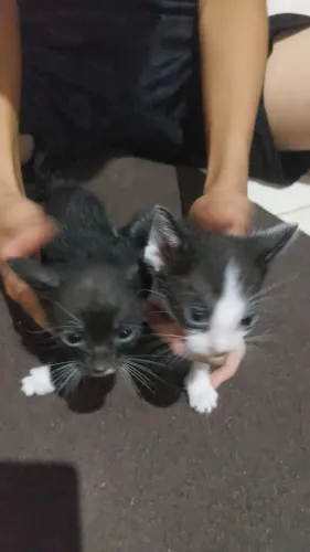 Doação de gatinhos
