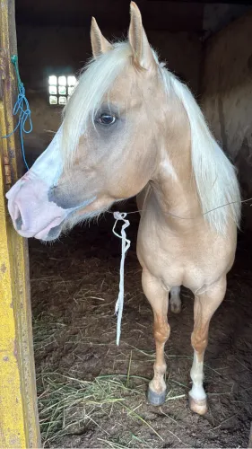 VENDO POTRO PO QUARTO DE MILHA