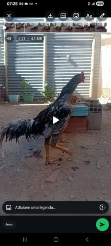 Frango indio 