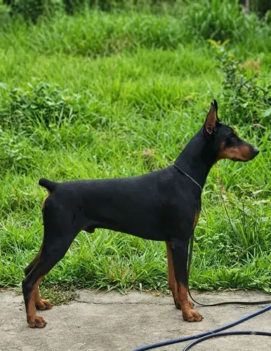 Dobermann jovem com 18 meses ( Super Pedigree)