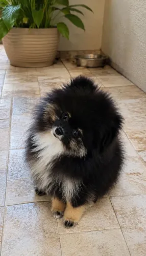 Spitz alemão fêmea Black and Tan/ Lulu da Pomerânia lindíssima! Valor de ocasião.