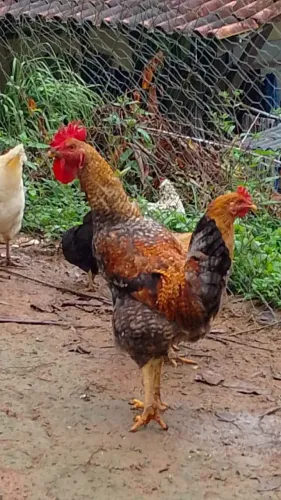 Vende se galo carijó vermelho 80 reais 