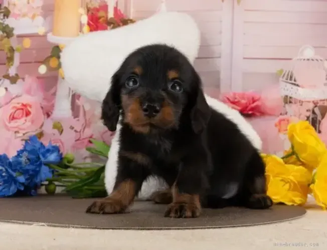 Cachorro filhote alegre e brincalhão Teckel/Dachshund/Salsicha/Salsichinha/Basset/Cofap
