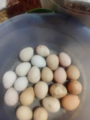 Ovos de ANGOLISTAS