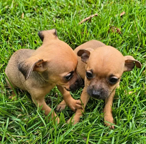 Filhotes fêmeas Pinscher 
