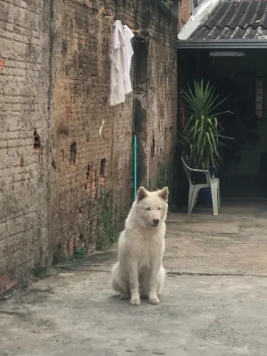 Vendo husky siberiano