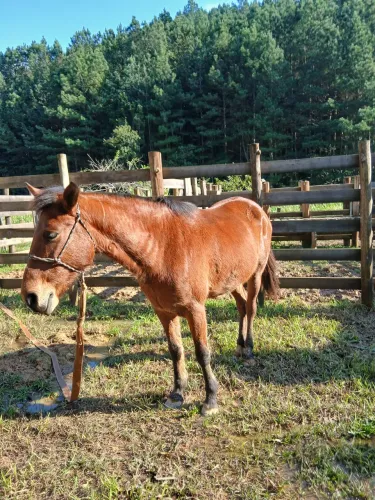 Vende-se cavalo 
