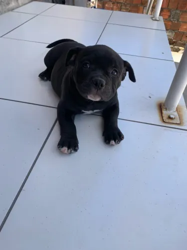 Filhote de Americano Bully