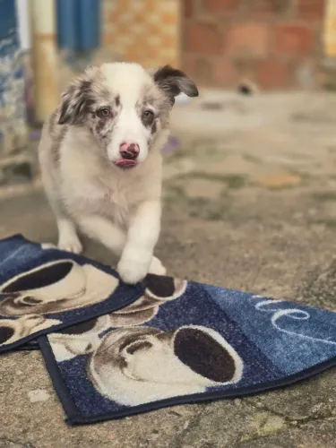 Border collie