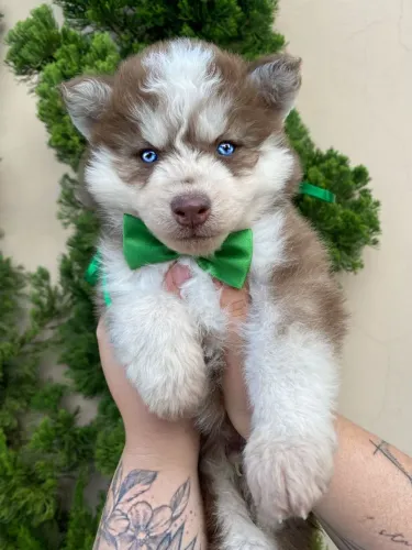 Husky siberiano filhotes machos!