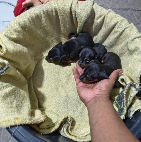 Pinscher fêmea e Macho...n1....