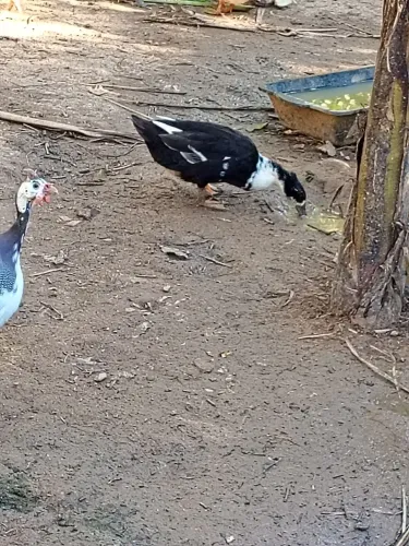 Marreco