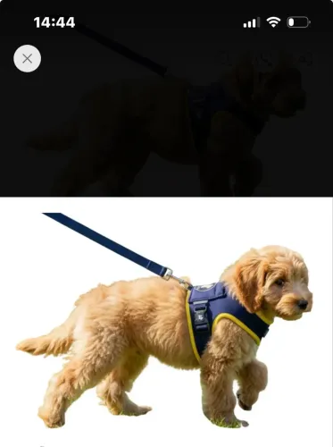 COLEIRA PEITORAL para Cachorro + GUIA ANTIPUXÃO NOVA