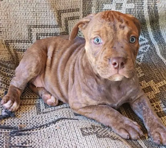 Lindos filhotes Pitbull