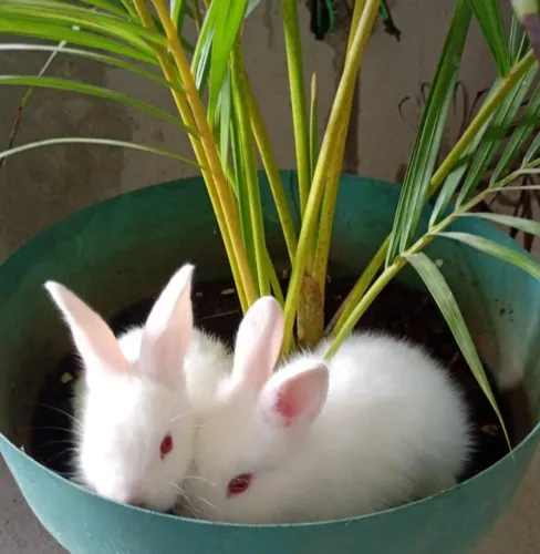 Olha que lindos esses filhotes
