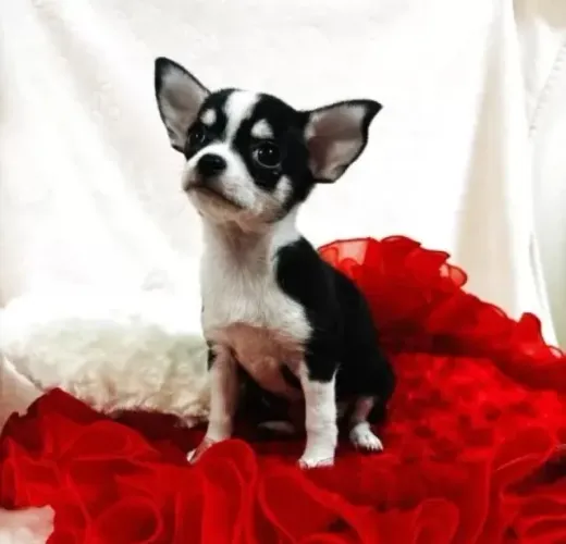 Baby Chihuahua de linhagem selecionada e saúde garantida