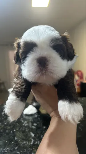 Filhote de shihtzu