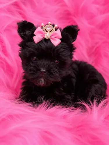Yorkshire terrier fêmea MICRO COR BLACK raça pura