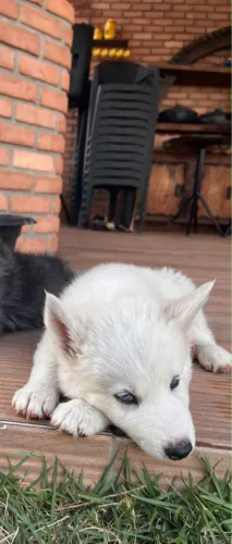 Husky Siberiano