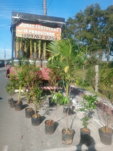 Mudas frutíferas já produzindo entre em contato com nós *