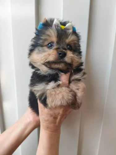 Yorkshire mini muito fofo - solicite mais informações !