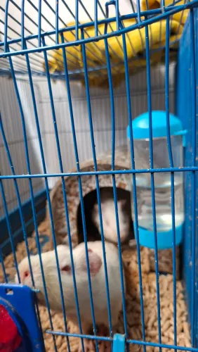 VENDO 3 PORQUINHOS DA ÍNDIA COM GAIOLA E FORRO E TODOS OS ACESSÓRIOS