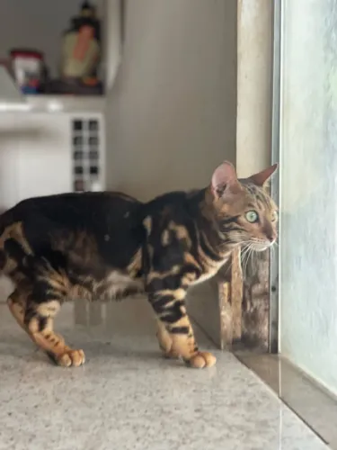 Gato Bengal exótico Macho 
