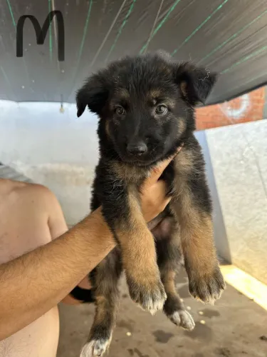 Filhotes de pastor alemão (PURO) disponíveis