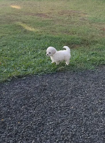 Poodle ?