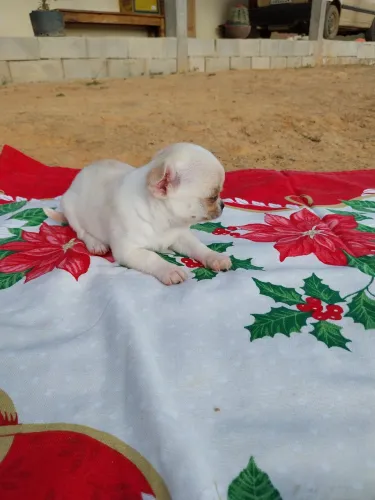 Filhote Chihuahua fêmea pêlo curto