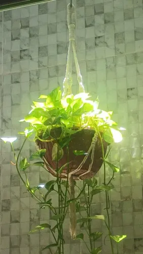 Suporte para Plantas R$ 25,00
