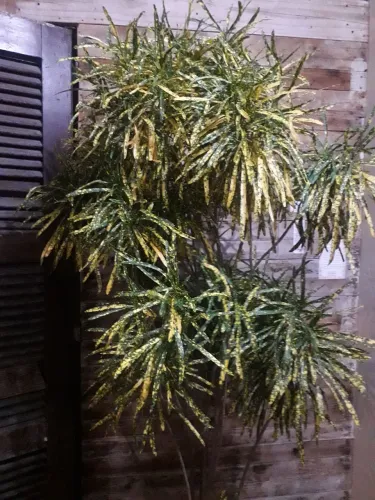 Croton