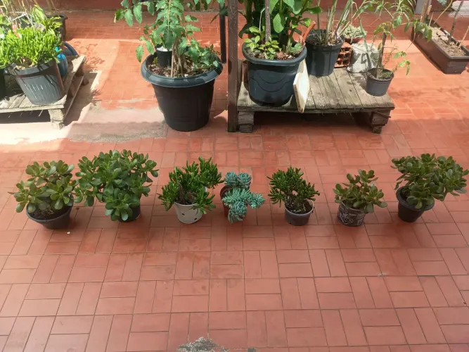 Plantas suculentas