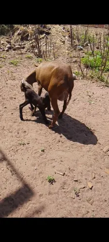 Ovelhas, paridas,e ovelhas em dia de Parir.
