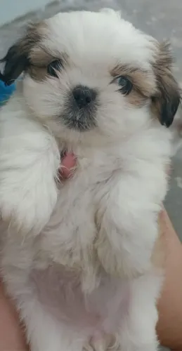 Fêmea de Shih tzu 