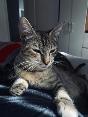 Doa se gata de 8 meses