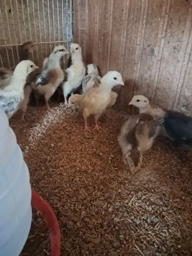 Vendo pintinhos várias raças