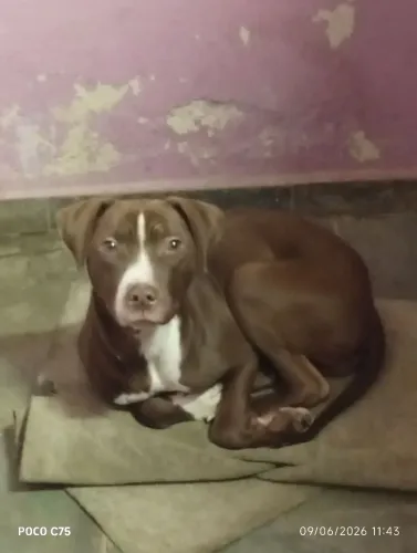 Doação cão ?