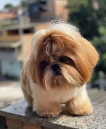 Shittzun 