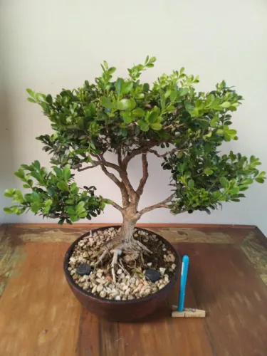Bonsai Buxus Sempervirens