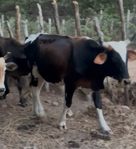 Vendo novilho bezerro bezerra