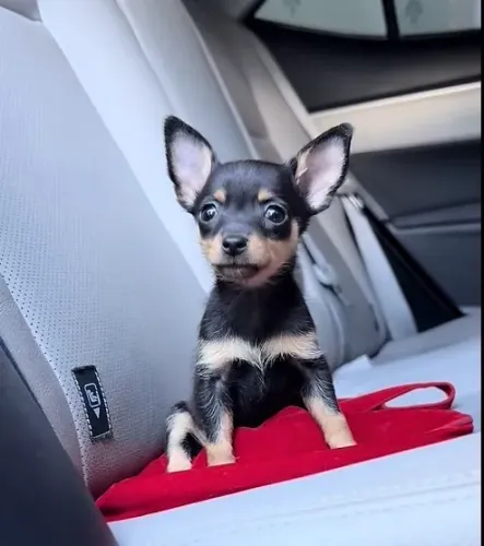 Pinscher fêmea macho leia o anúncio abaixo passo cartão