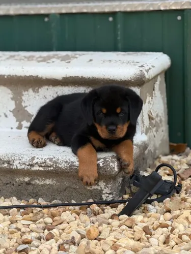 Rottweiler com toda sua marra