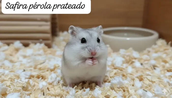 Hamster Anão Russo 