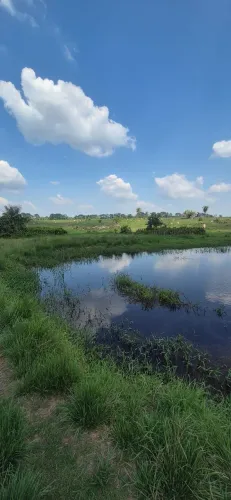 FAZENDA XINGUARA-PARÁ
