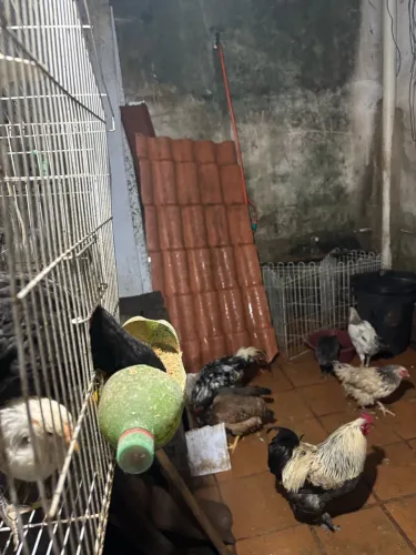 Venda de criação de galinhas